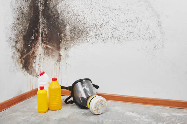 Mold Removal and Inspection in Monmouth, IL