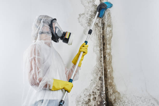 Best Professional Mold Removal  in Monmouth, IL