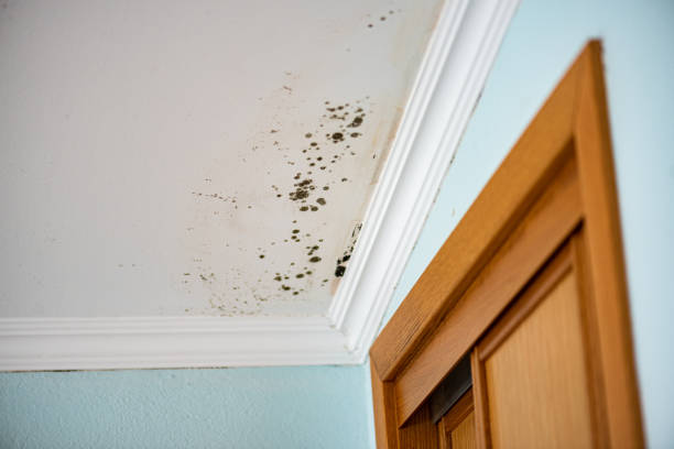 Best Mold Cleaning Services  in Monmouth, IL