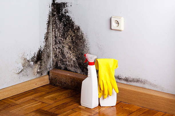 Office Mold Removal Services in Monmouth, IL